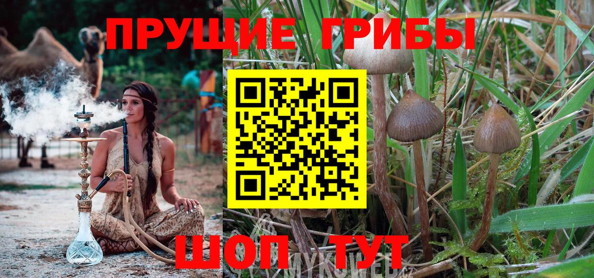 Галлюциногенные грибы Psilocybe Волгоград